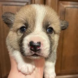 Boi - Red male Pembroke Welsh Corgi puppy in Delton, Michigan from CorGizmo