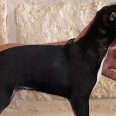 American Hairless Terriers from Ruckus American Hairless Terriers