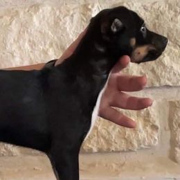 American Hairless Terriers from Ruckus American Hairless Terriers