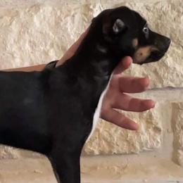 American Hairless Terriers from Ruckus American Hairless Terriers