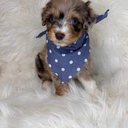 Aussiedoodle, Bordoodle, Goldendoodle, Irish Doodle, Labradoodle, and Poodle Puppies from Sugar Camp Canine - Maxwell