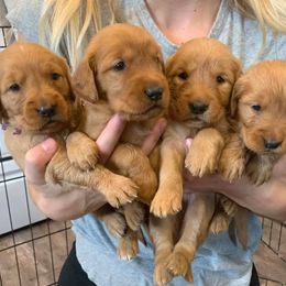 Golden Retriever Puppies from Johnson's Red
