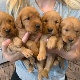 Golden Retriever Puppies from Johnson's Red
