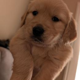 White - Dark golden female Golden Retriever puppy in Madison, Ohio from Heckmans English Cream Golden Retrievers