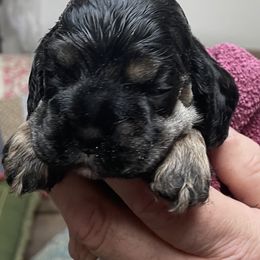 Cocker Spaniel Puppies from Lehi Cockers