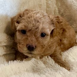 Queen Helen of Venus - Red female Havanese puppy in North Richland Hills, Texas from A Royal Havanese Court