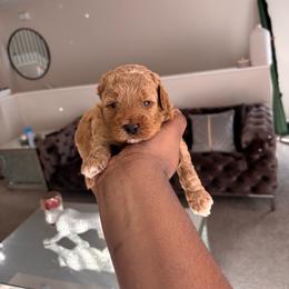 Bongo - Red  male Goldendoodle puppy in Fort Myers, Florida from Gandystailsofjoy