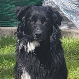 Cowboy - Black Australian Shepherd puppy in Athol, Idaho from ShorDu