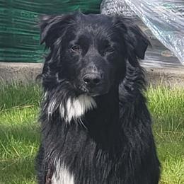 Cowboy - Black Australian Shepherd puppy in Athol, Idaho from ShorDu