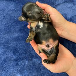 Boy 4 White on chest - Wild  boar and tan male Dachshund puppy in Bakersfield, California from Open Hourglass LLC
