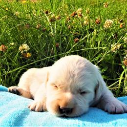 Goldendoodle and Golden Retriever Puppies from Golden Puppies USA