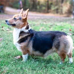 Tillie  - Pembroke Welsh Corgi