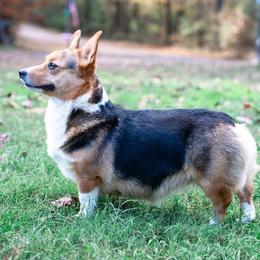 Tillie  - Pembroke Welsh Corgi