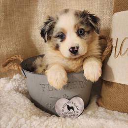 Kit Kat - Blue merle female Miniature Australian Shepherd puppy in Logansport, Indiana from Sandy Hill Farm Aussies, LLC