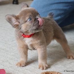 Kirby - Blue male French Bulldog puppy in Winnsboro, Texas from JP Ranch Bulldogs