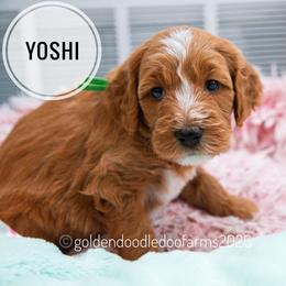 Yoshi - Apricot male Golden Aussiedoodle puppy in Hyrum, Utah from Goldendoodledoo Farms
