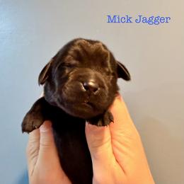 Mick Jagger - Black male Newfoundland puppy in Tully, New York from Bear Paw Newfoundlands