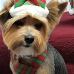 Delilah - Yorkshire Terrier