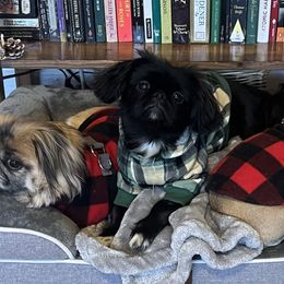 Suki - Pekingese