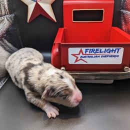 Australian Shepherd Puppies from Firelight Australian Shepherds