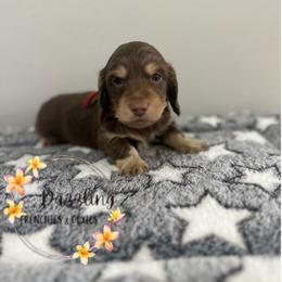 Cole - Chocolate and cream male Dachshund puppy in Kissimmee, Florida from Dazzling Frenchies and Doxies