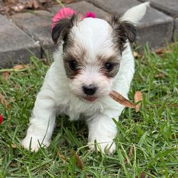 Parti Morkie Puppy Girl 1 - White and tan female Morkie puppy in Summerville, South Carolina from Our Yorkie and Morkie Puppies of Summerville, South Carolina.