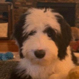 Bug - Sheepadoodle