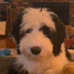 Bug - Sheepadoodle