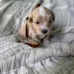 Simba - Cream male Maltipoo puppy in Vancouver, Washington from Dream Puppies PNW