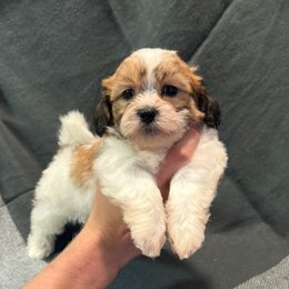Pip - Brown and white male Shichon puppy in Onawa, Iowa from Parico Puppies