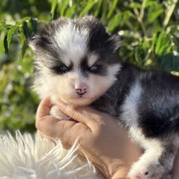 Wesson - Black and white male Pomsky puppy in San Bernardino County And Serving Los Angeles County, California from Legendary Pomskies