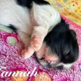 Hannah - Black and white female Shih Tzu puppy in Hemet, California from Aloha Shih Tzu
