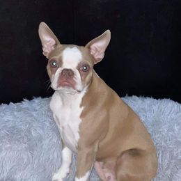 Sadie - Boston Terrier