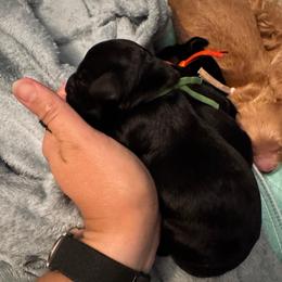 Iroh - Black male Goldendoodle puppy in Glen Daniel, West Virginia from Dani’s Doodles