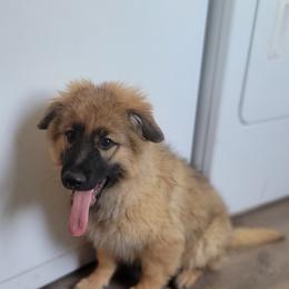 Red Collar - Sable male German Shepherd puppy in Durango, Colorado from Silver Starr Shepherds