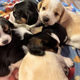 Boy 2 - Black tan and white male Beagle puppy in Corfu, New York from Lead The Way Kennel LLC