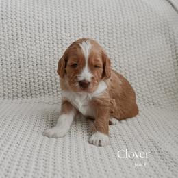 Clover - Red  male Goldendoodle puppy in Salem, Virginia from Aloha Doodles & Poodles