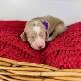 Hazelnut - Purple Collar - Apricot female Goldendoodle puppy in The Woodlands, Texas from Golden Fields Doodles