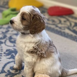 Goldendoodle Puppies from Woodstock Doodles, LLC