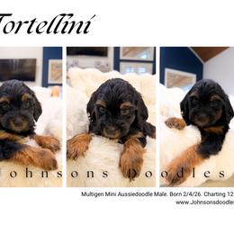 Tortellini - Black phantom male Aussiedoodle puppy in North Royalton, Ohio from Johnson's Doodles