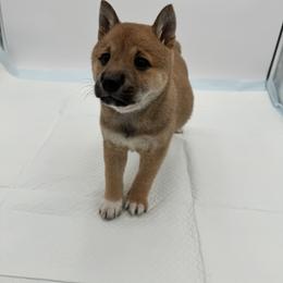 Shiba Inu Puppies from NJ Shiba Baby