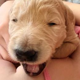 Princess Peach - Cream female Goldendoodle puppy in Puyallup, Washington from Dawnie’s Doodles