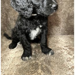 Goldendoodle Puppies from Roch Dog Ranch