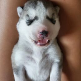 Siberian Husky Puppies from Canace Siberians