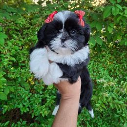 Shih Tzu and Yorkshire Terrier Puppies from Thorntons Fur Crew