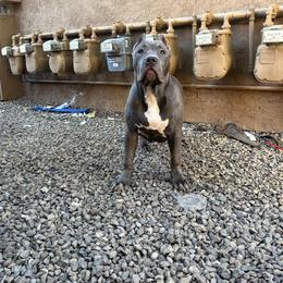 American Bully Puppies from M&M XL Bully Kennel