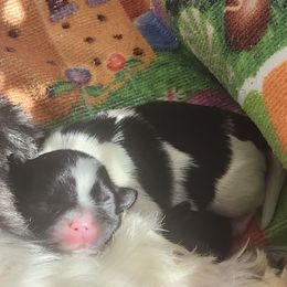 Boy Four - Black and white male Shih Tzu puppy in New Bern, North Carolina from Kuddly Creatures