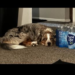Australian Shepherd and Pomeranian All Grown Up from Willamette Valley Aussies