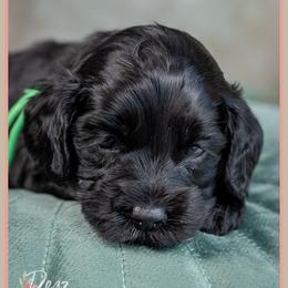 Bondi - Black female Cockapoo puppy in Connersville, Indiana from Deaz Doodle Ranch