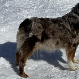 Chloe - Australian Shepherd